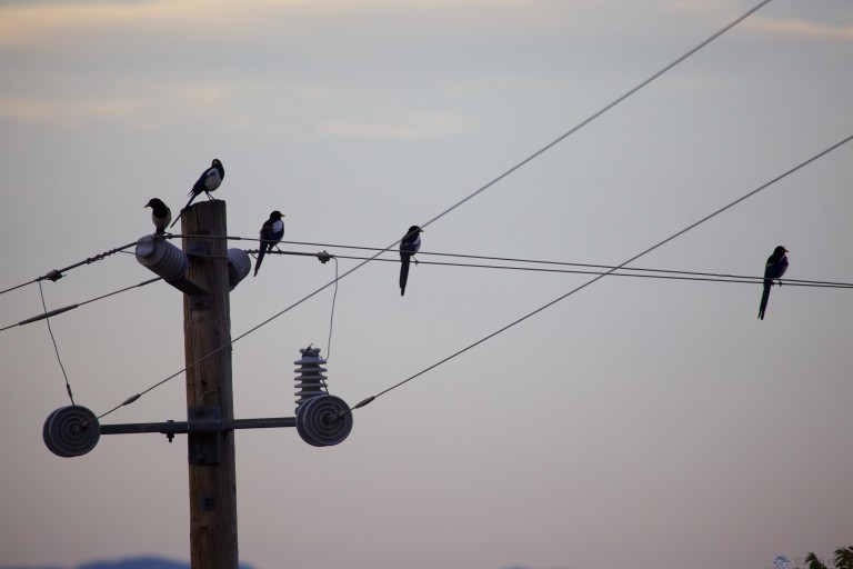 Outside on the Lines: Yellow Billed Magpies