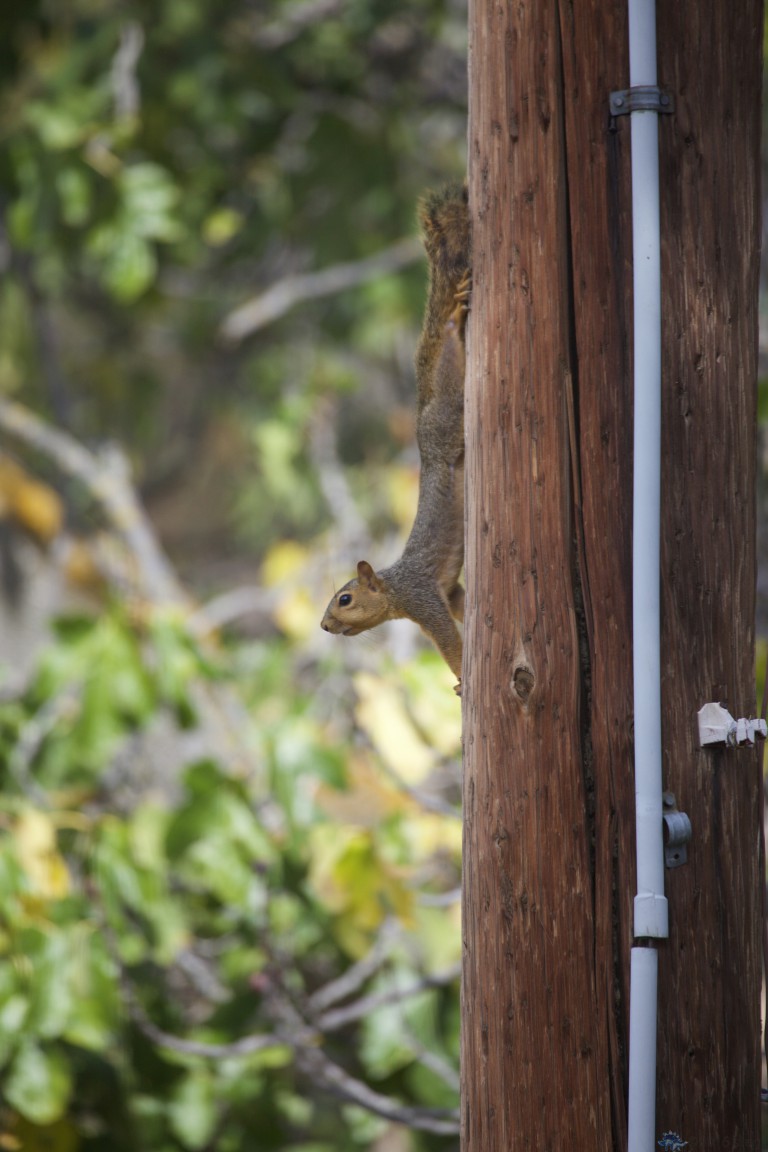 Squirrel
