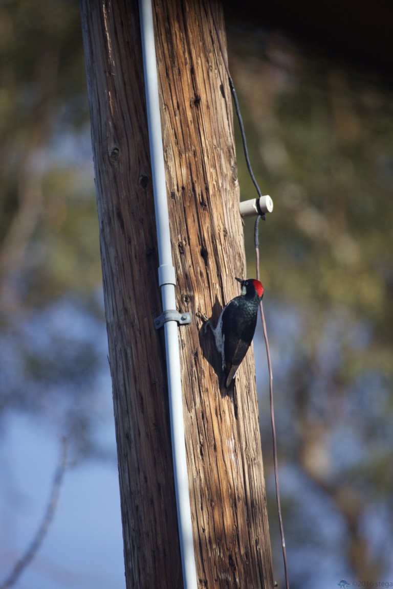 Woodpecker