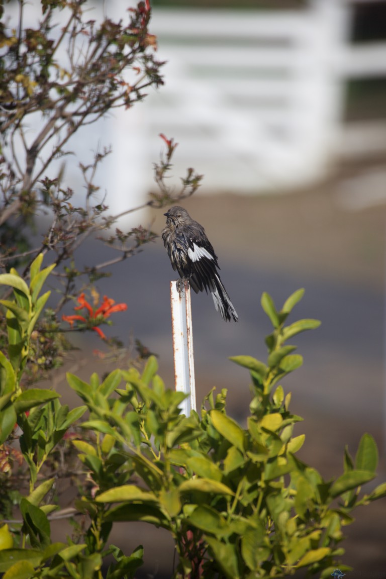 Wet Bird