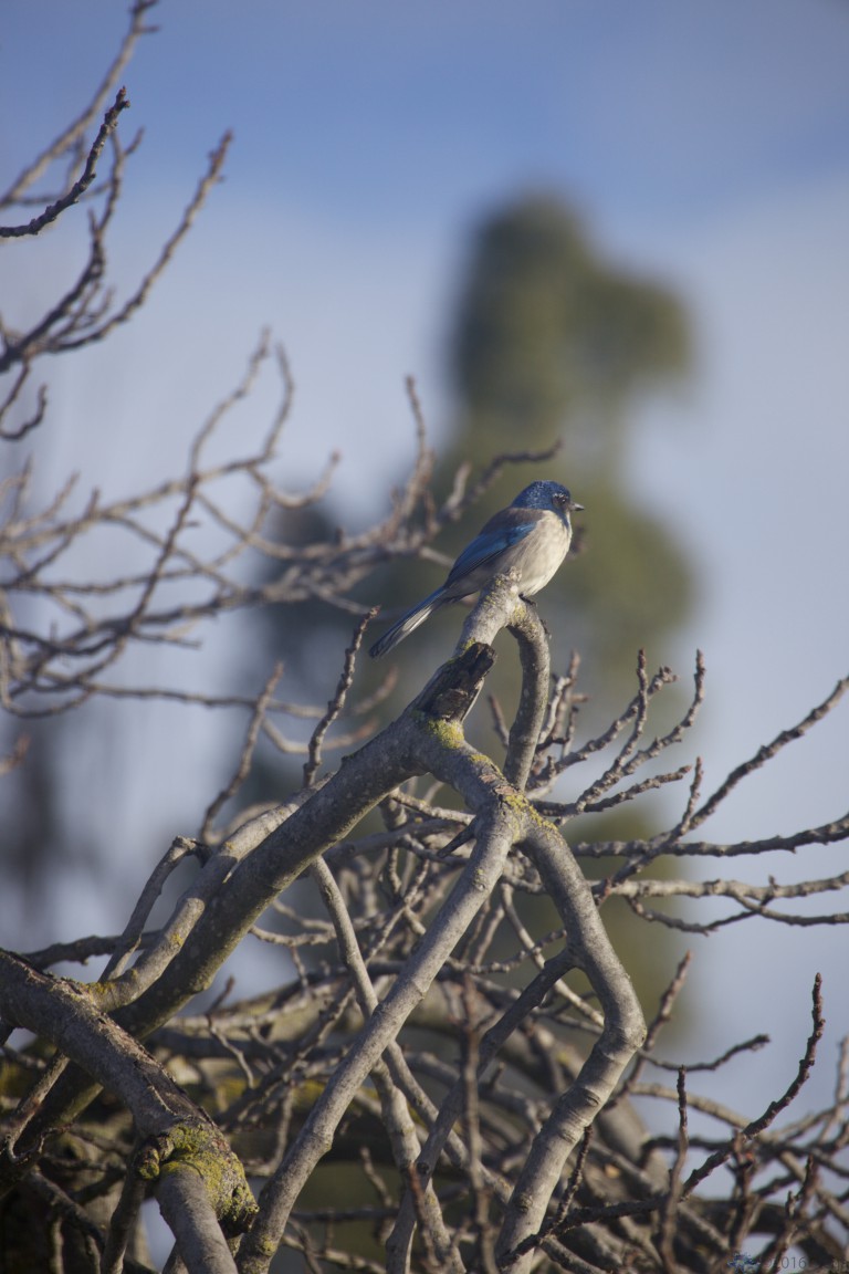 California Scrub Jay