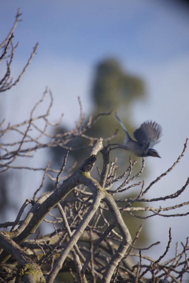 California Scrub Jay