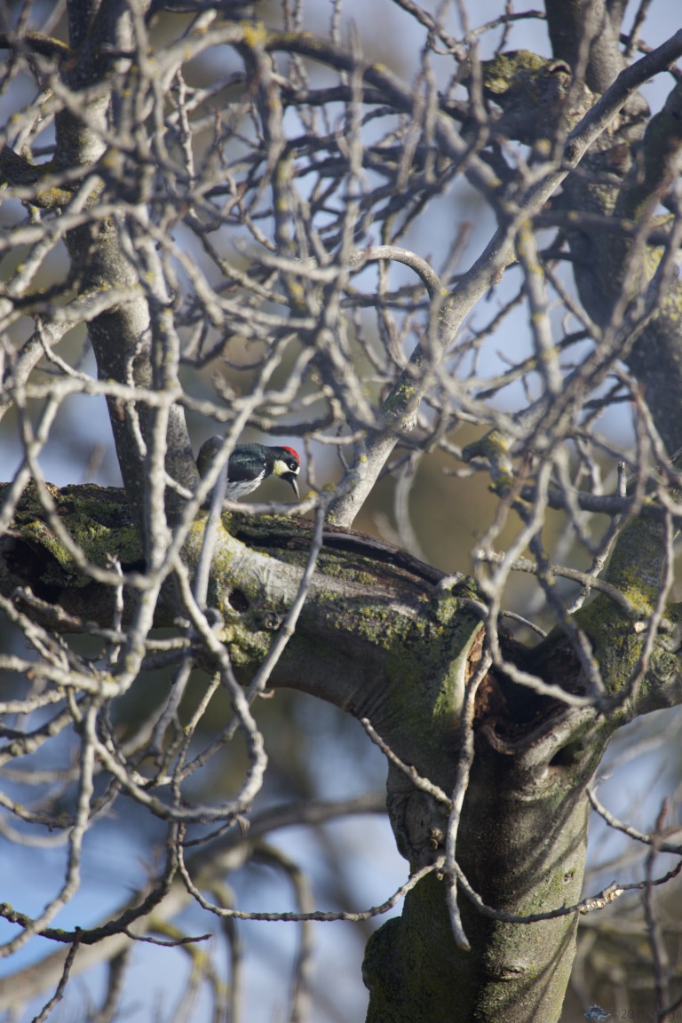 Acorn Woodpecker