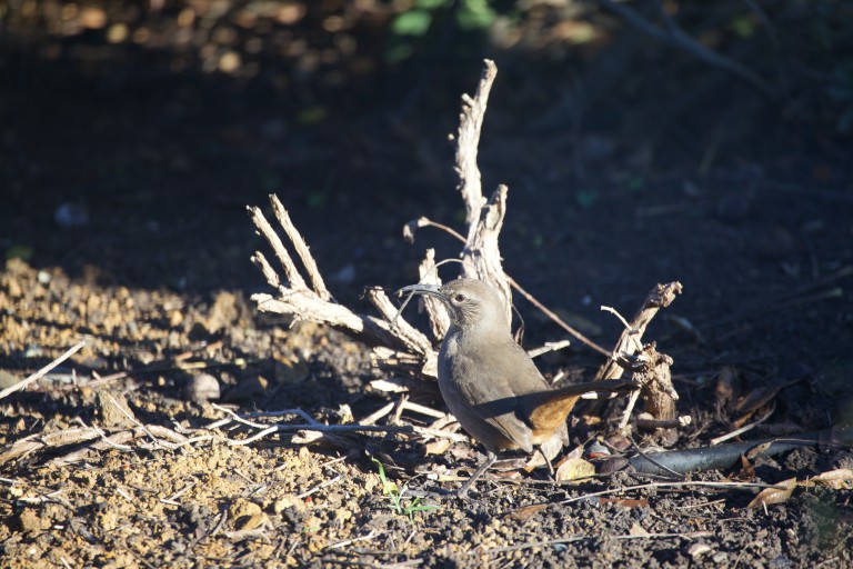 California Thrasher