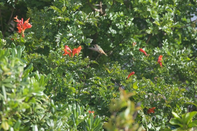 Allen’s Hummingbird