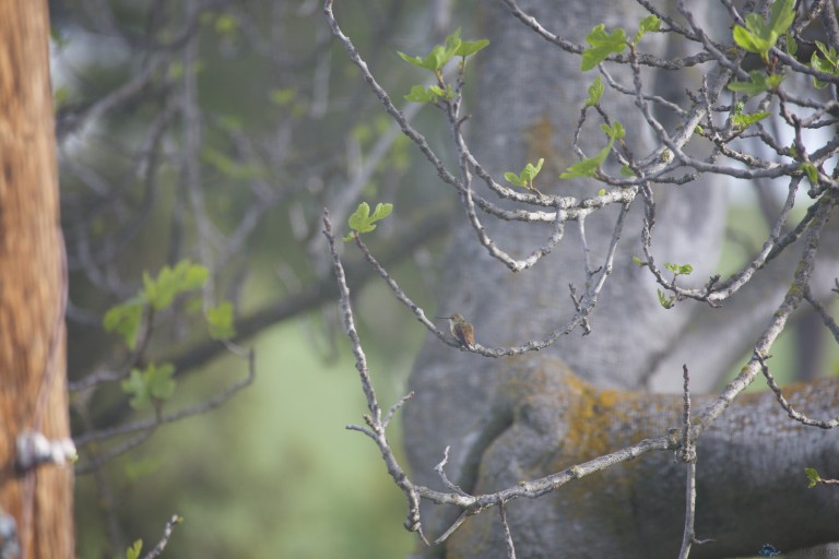 Allen’s Hummingbird