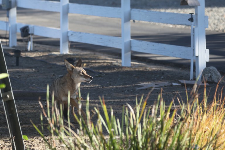 Coyote