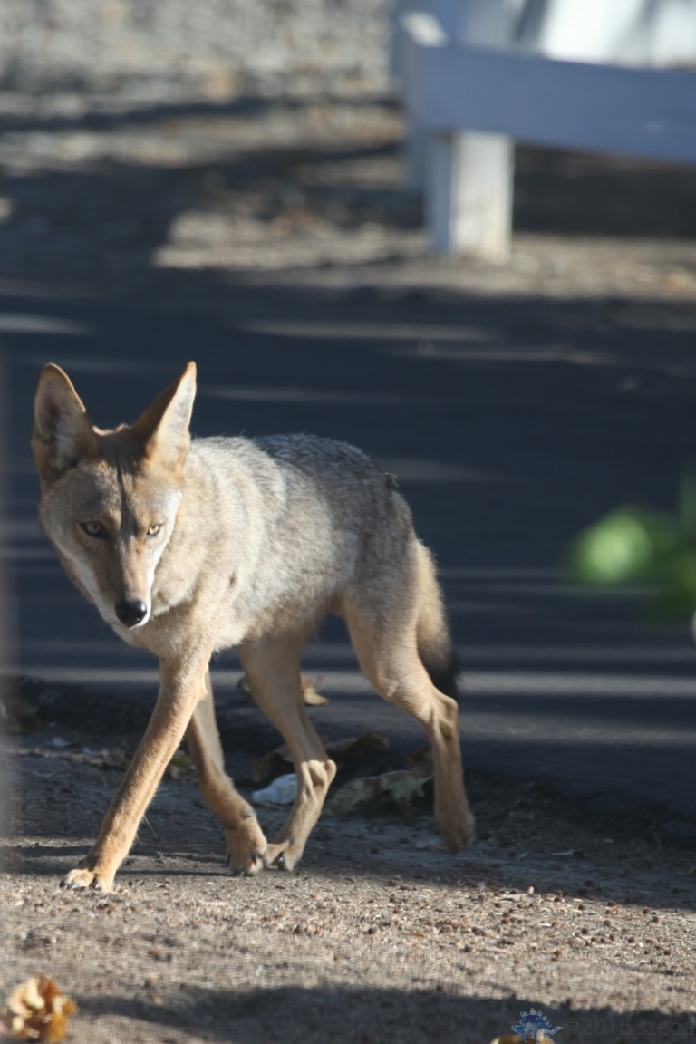 Coyote
