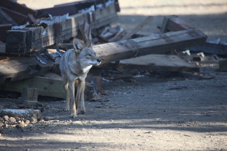 Coyote