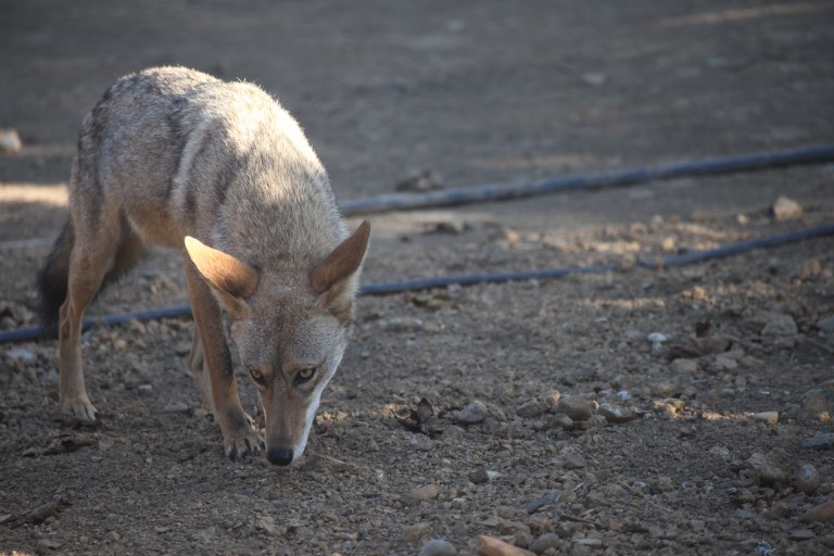 Coyote