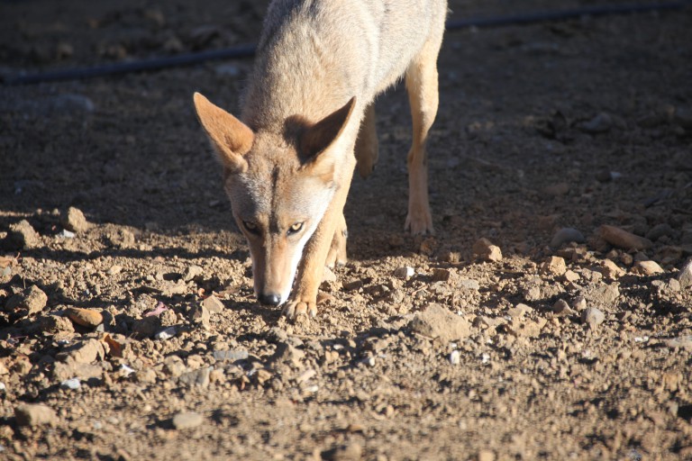 Coyote