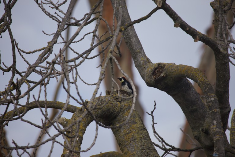 Acorn Woodpecker