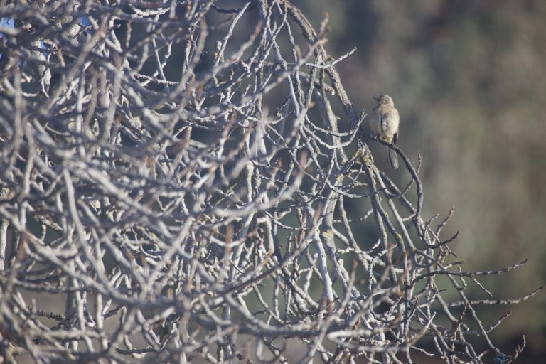 Northern Mockingbird