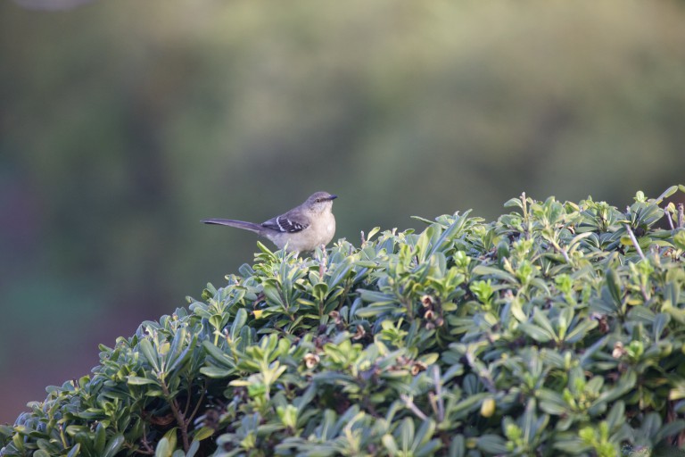 Northern Mockingbird