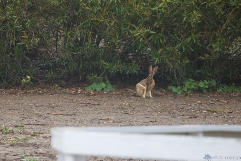 Old School Week: Last Hare