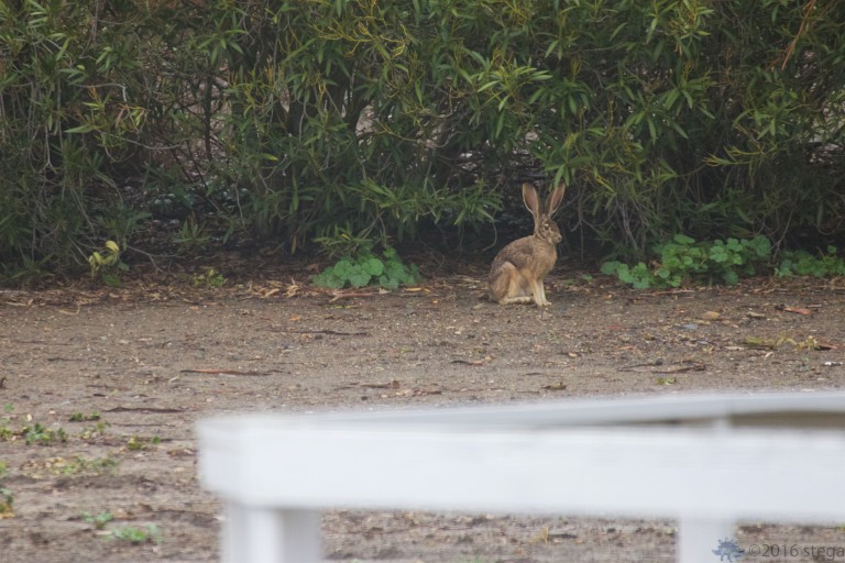 Old School Week: Another old hare shot