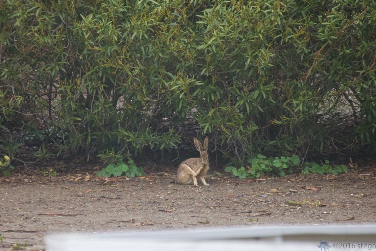 Old School Week: Hare in Fog