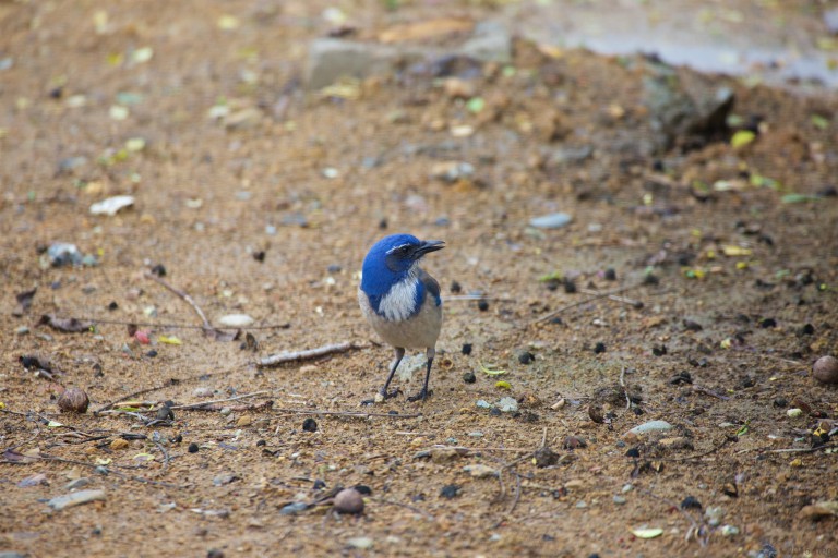 California Scrub Jay