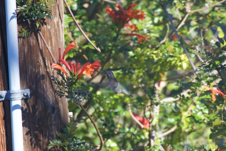 Anna’s Hummingbird