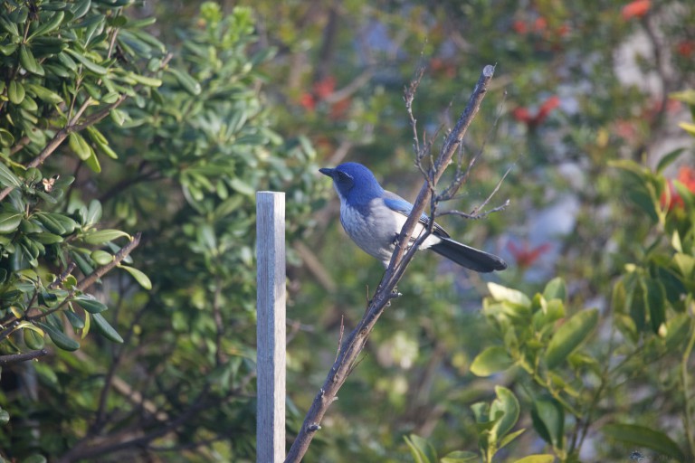 California Scrub Jay