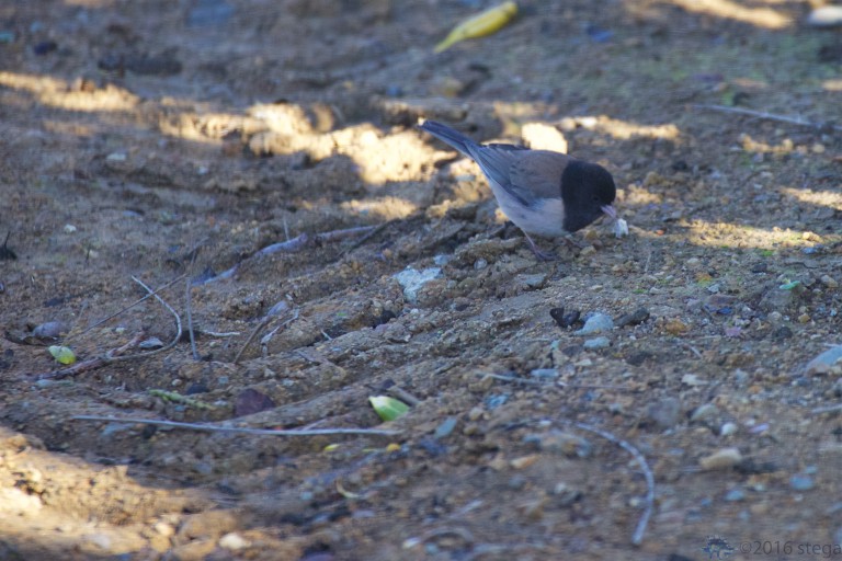 Dark-eyed Junco