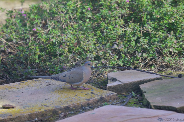 Morning Dove