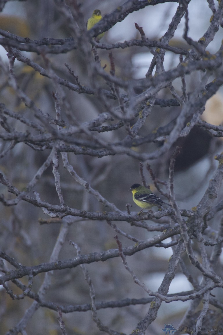 Lesser Goldfinches