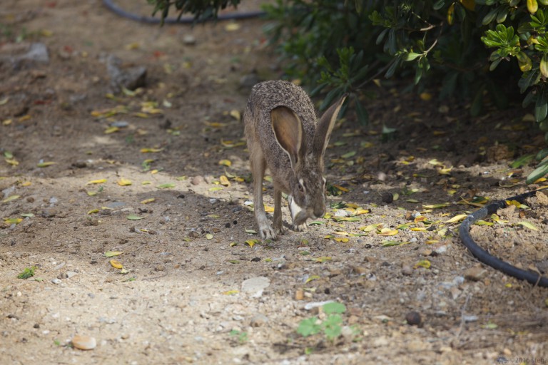 Hare Again