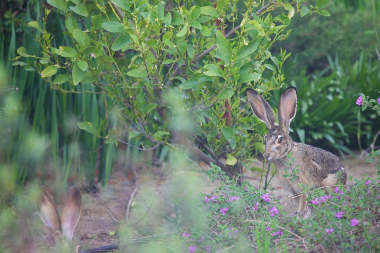 Hidden Hare