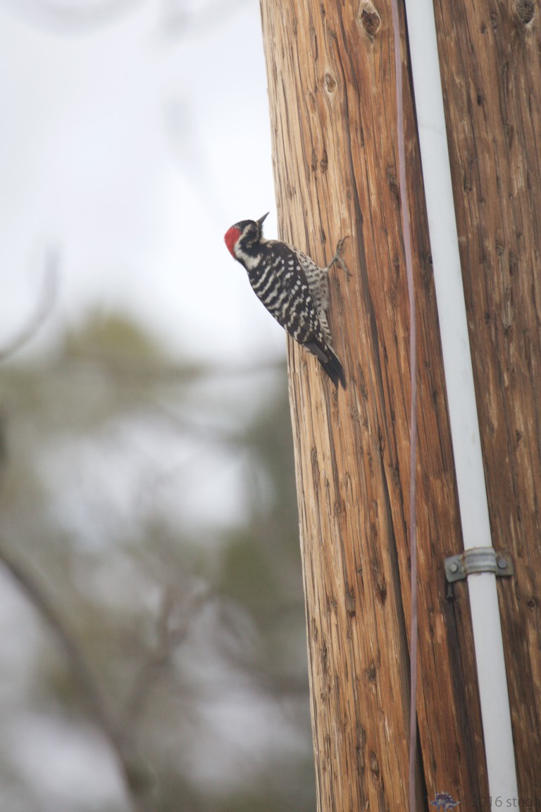 Nuttall’s Woodpecker