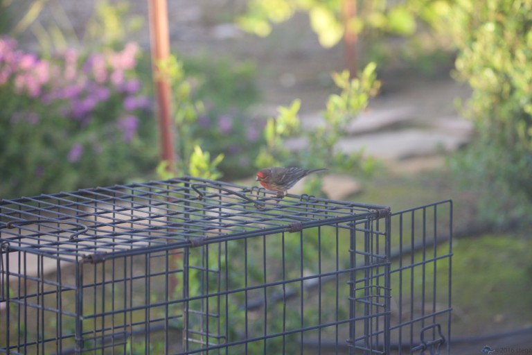 Blurry  House Finch