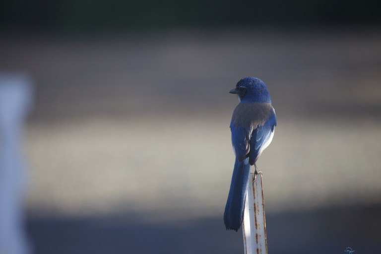 California Scrub Jay (one of the long forgotten very first images that never got posted)
