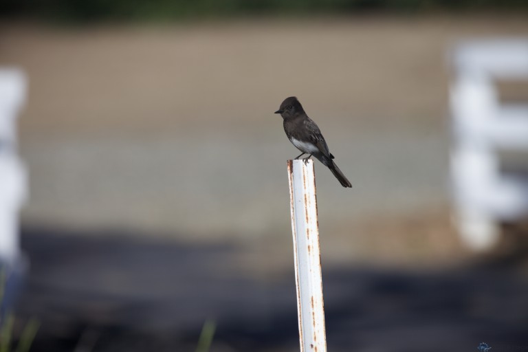 Black Phoebe