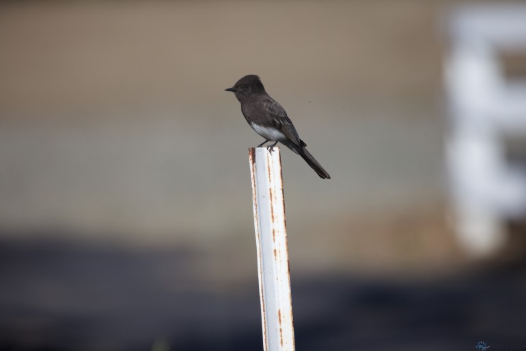 Black Phoebe