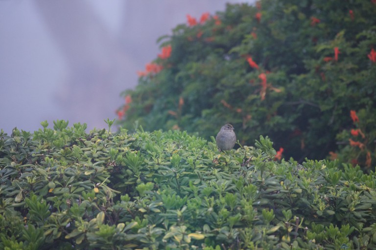 Golden-Crowned Sparrow