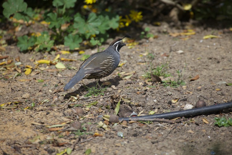 California Quail