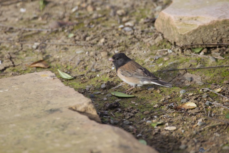 Dark-eyed Junco