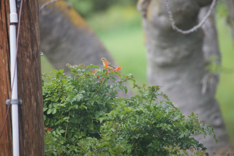 Lesser Goldfinch