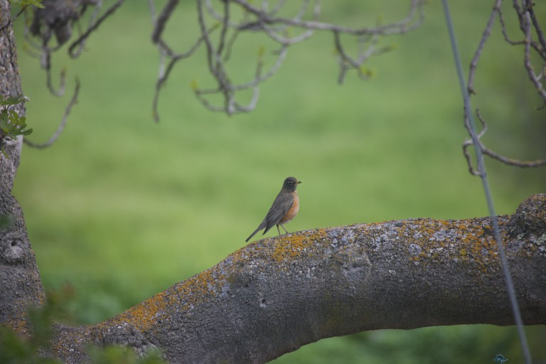 Robin