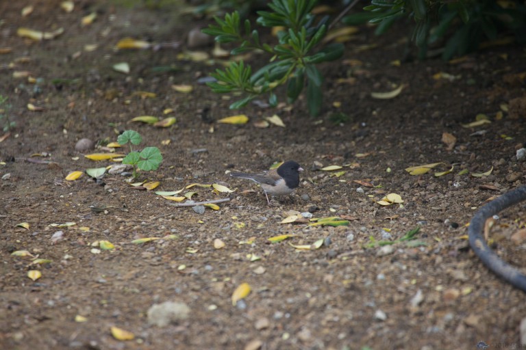 Dark-eyed Junco