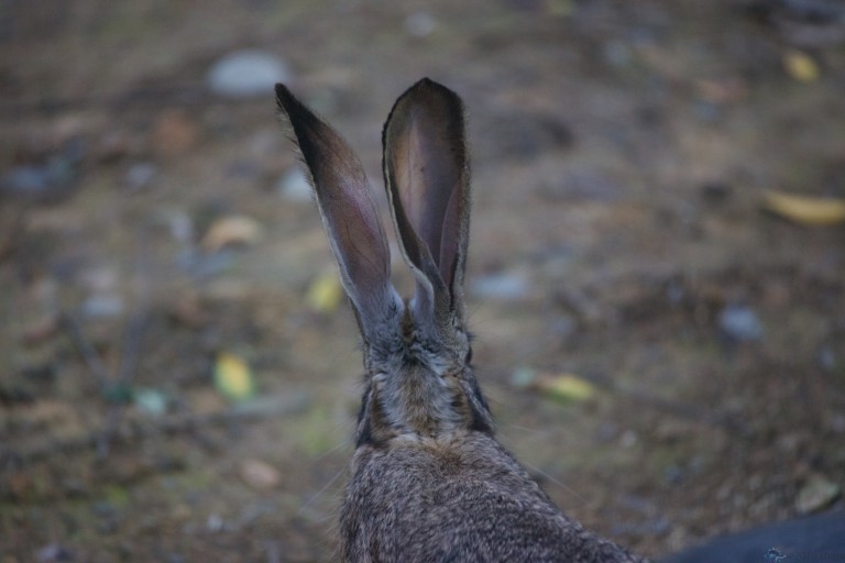 Ears