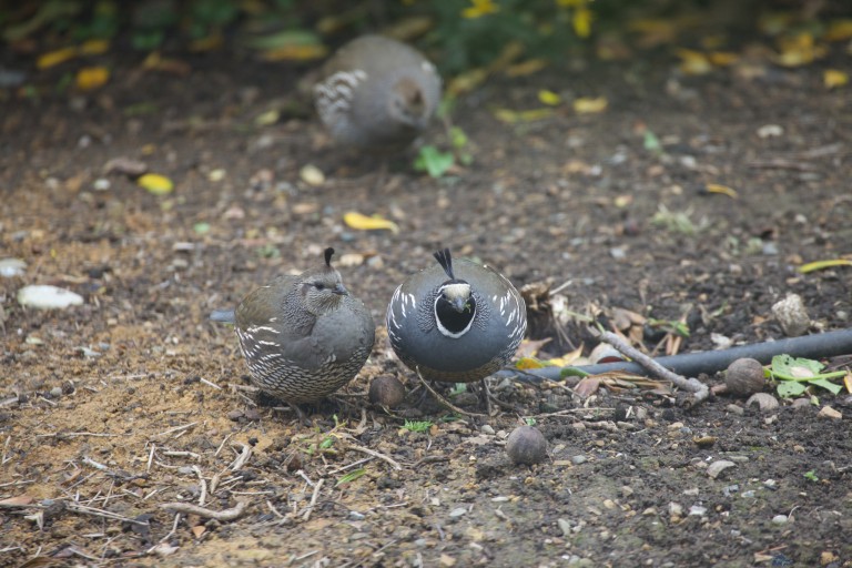 California Quail