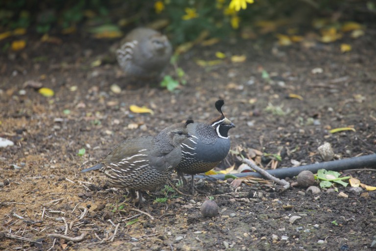 California Quail