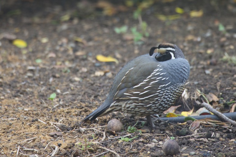 California Quail