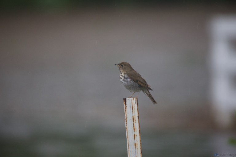 Hermit Thrush in the Rain