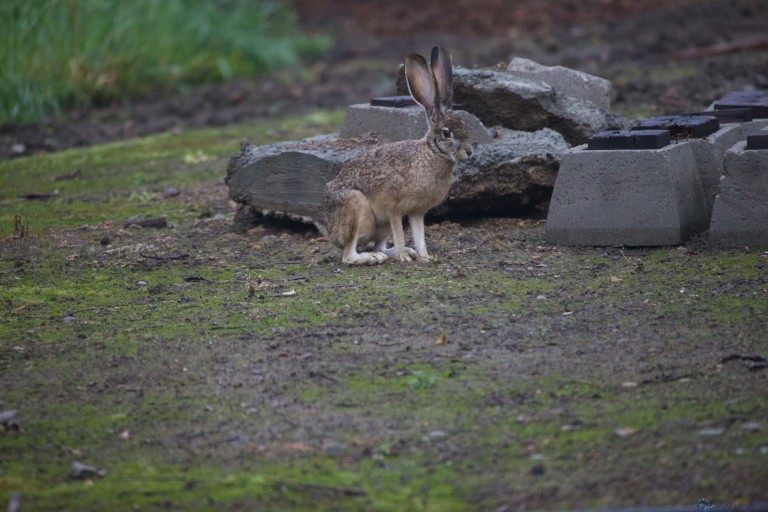 The Mellow Hare