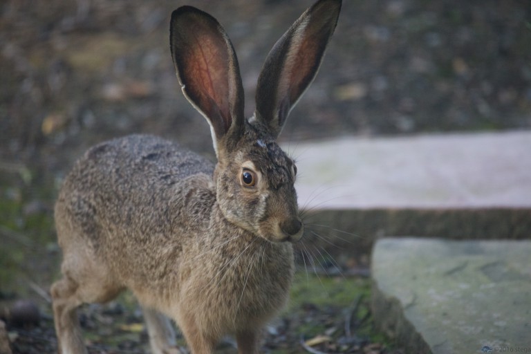 Hare Pt 1:  Too Much Coffee?
