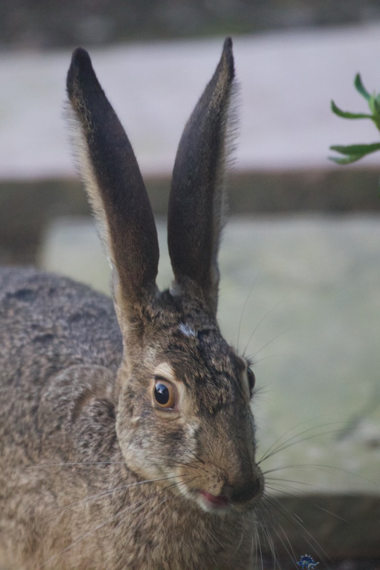 Hare Pt 2:  Yes, Way Too Much Coffee?