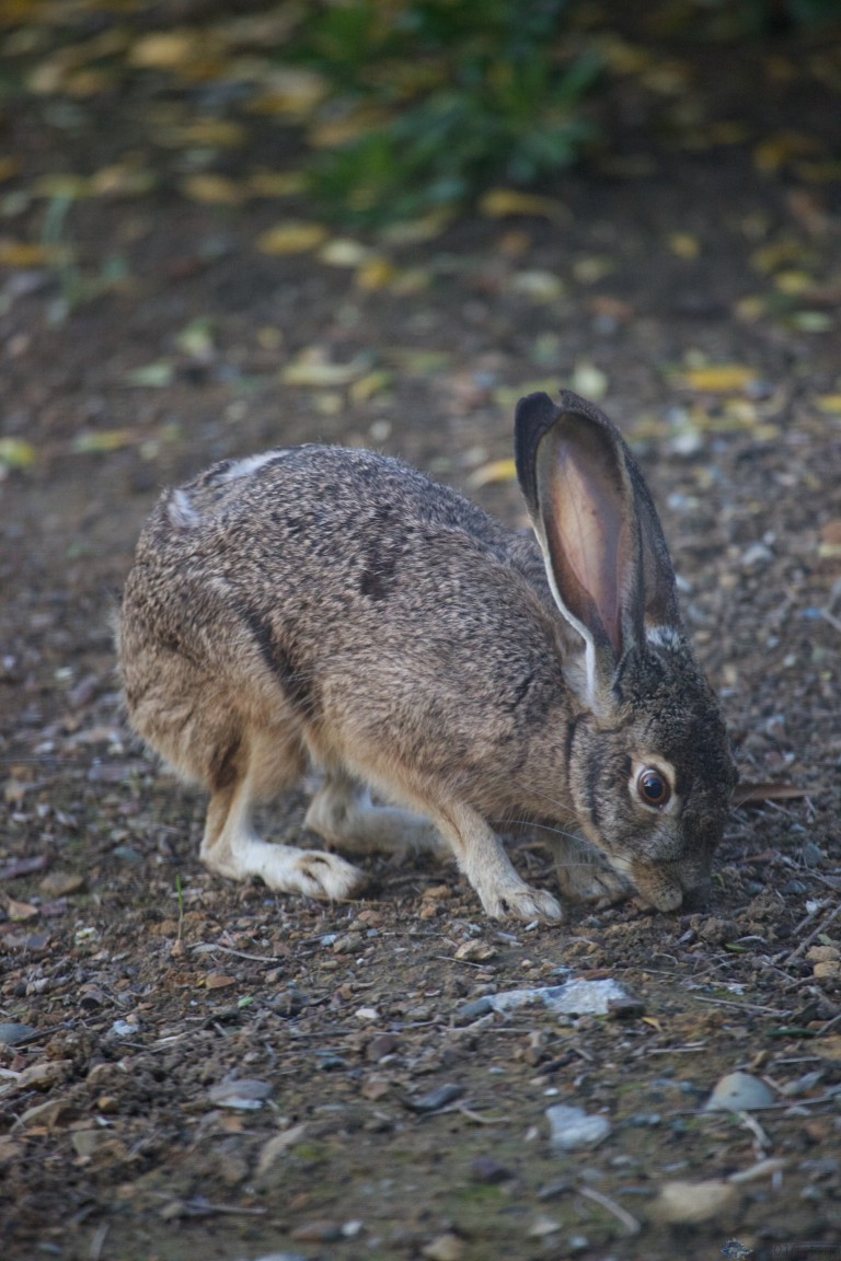 Young Hare