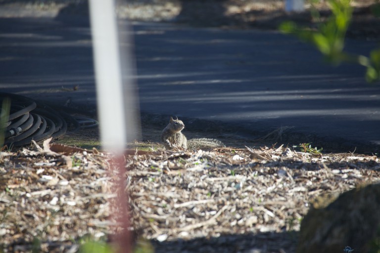 Barely Awake Ground Squirrel